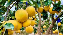 Australia requested to open market for Vietnamese fruit