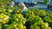 Vietnam to witness bright prospects for fruit, vegetable exports