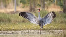Efforts made to bring back red-crowned cranes from brink of extinction