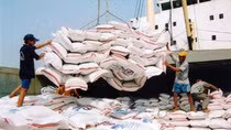 Vietnam's rice export prices reach 15-year high