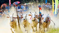 Ox racing festival in An Giang attracts huge crowd