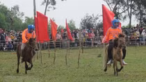Farmers become horse racers in Phu Yen