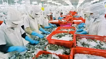 Vietnamese seafood secures firm foothold in Australian market