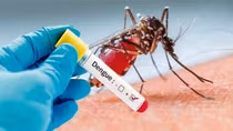 Vietnam to join Japanese dengue fever vaccine trials