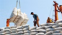 Vietnamese rice enjoys advantages due to rise in export orders and price