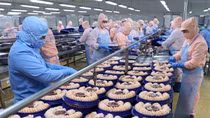 Vietnam-US trade turnover significantly decreased