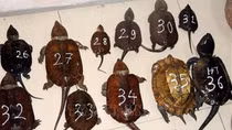 Two man arrested for smuggling endangered species