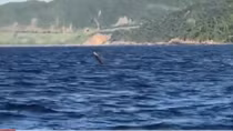 Dolphins spotted off Son Tra Peninsula