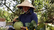 Vietnamese pomelos gain broader access to Australian market