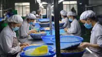 Cashew sector works to retain leading position in EU market
