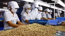 Cashew nut exports to EU likely to inch up 15% this year