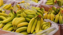 Vietnam officially exports bananas to China