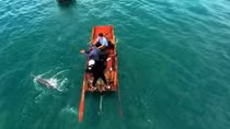 Quang Ninh: Stranded dolphin rescued in Co To