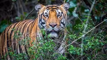 Legal foundations sought for tiger conservation in Vietnam