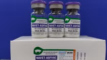 Vietnam successfully produces vaccine against African swine fever