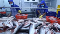Tra fish exports expected to beat target