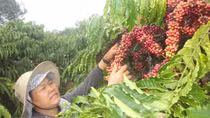 Vietnam remains world's second biggest coffee exporter