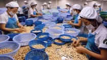 Vietnam’s cashew nut exports fall slightly
