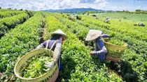 Vietnamese tea enjoys surge in Taiwanese market