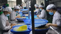 Cashew exporters risk losing hundreds of millions of US$ due to scam in Italy