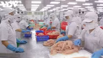 Pangasius exports likely to rake in US$2.6 billion this year