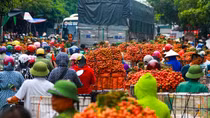 Vietnam creates favorable conditions for traders in purchasing lychee in Bac Giang