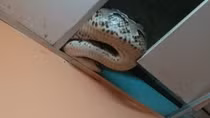 Unexpected visit by python to resident’s house, HCM City