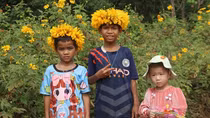 Enchanting wild sunflowers shine on Chu Dang Ya extinct volcano