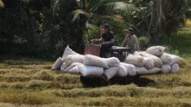 Rice output up 1.1 million tonnes in 2021