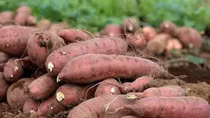 Sweet potato to be officially exported to China