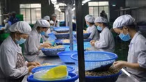 Cashew nut export value hits US$2.29 billion in nine months