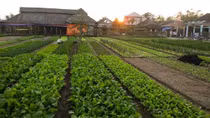 Tra Que vegetable farming listed as national intangible cultural heritage