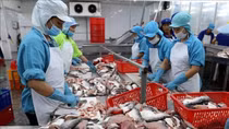 Vietnam's oangasius export witnesses robust growth in US and China