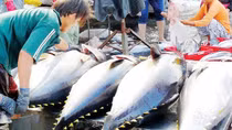 Vietnamese tuna exports impacted by Russia-Ukraine conflict