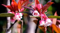 Charming bell-shaped peach blossoms at Ba Na Hills