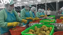 China increases imports of processed fruit and vegetables from Vietnam