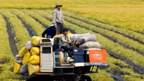 MoFA: Vietnam always attaches importance to ensuring food security