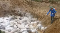 Vietnam forced to cull thousands of pigs due to African swine fever
