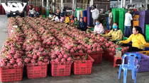 Ways to bolster dragon fruit exports to Oceanian nations assessed
