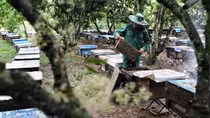 Lychee blossom nectar turns sweet life for villagers in Bac Giang