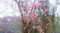 Brilliant cherry blossoms in Mang Den
