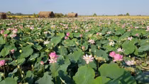 First lotus festival to feature 200 lotus-made dishes in Vietnam