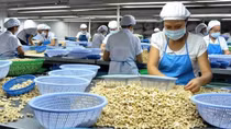 Vietnam regains ownership of all 100 cashew containers in suspected scam