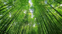 Magnificent bamboo forest in Mu Cang Chai