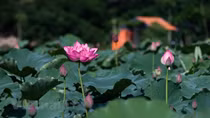 Beauty of lotus valley near Hanoi