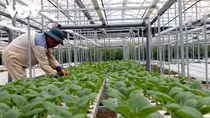 Agricultural sector to develop production in line with international standards