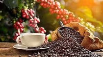Bright prospects ahead for coffee exports due to high export prices