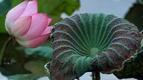 Lotus flowers to shine at Vietnamese Ethnic Groups’ Culture Day