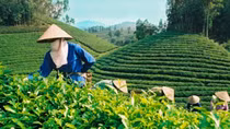 Vietnam represents 5th largest tea supplier to US