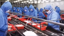 VASEP: Aquatic exports likely to reach record high